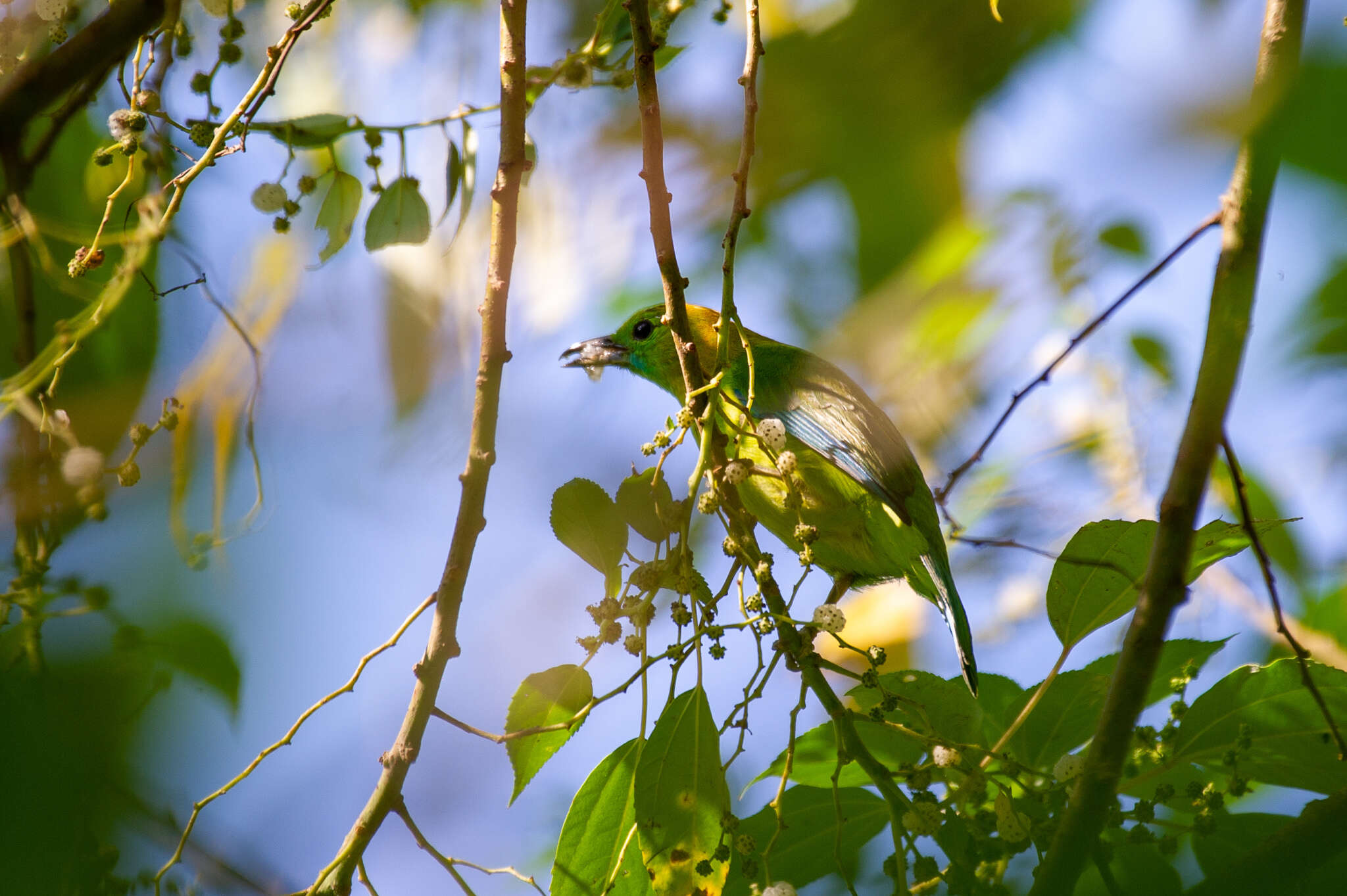 Image of Blue-winged Leafbird