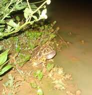 Image of Chacoan Horned Frog