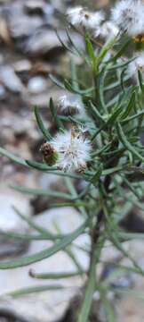 Image of Senecio nevadensis subsp. malacitanus (Huter) Greuter