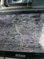 Image of Cape Thick-knee