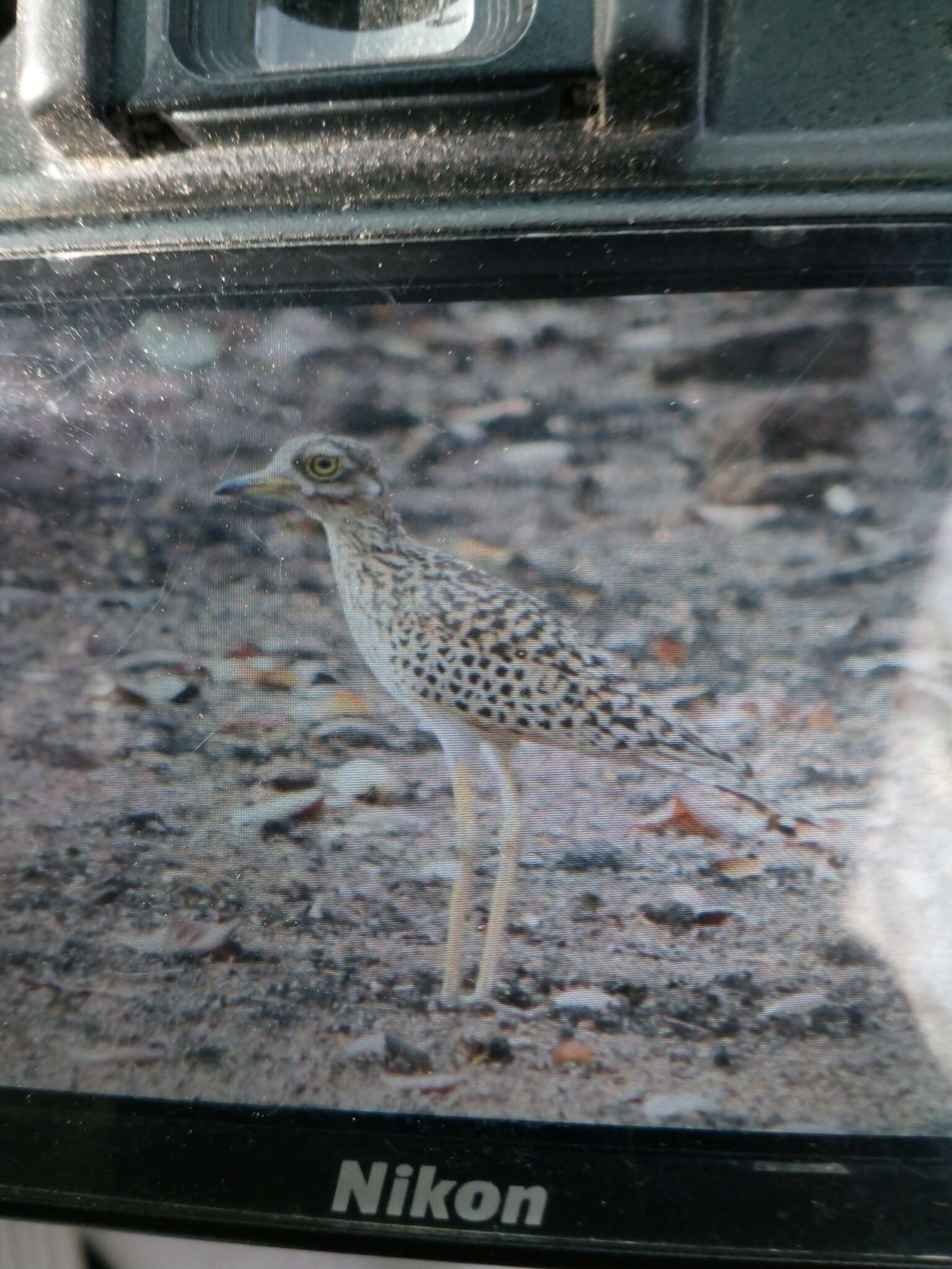 Image of Cape Thick-knee