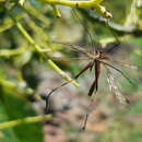 Image of Harpobittacus similis Esben-Petersen 1935