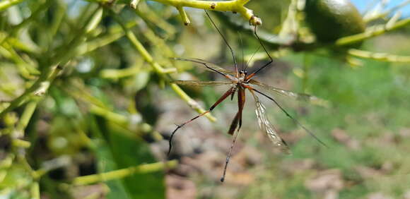 Image of Harpobittacus similis Esben-Petersen 1935