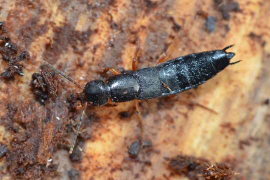 Image of Rove beetle