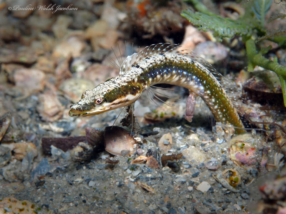 Image of Bluethroat Pikeblenny