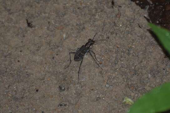 Image of Cicindela (Hipparidium) interrupta Fabricius 1775