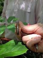 Image of Red River Crayfish