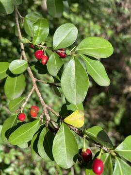 Imagem de Erythroxylum brevipes DC.