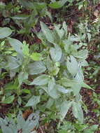 Image de Palicourea hoffmannseggiana (Willd. ex Schult.) Borhidi