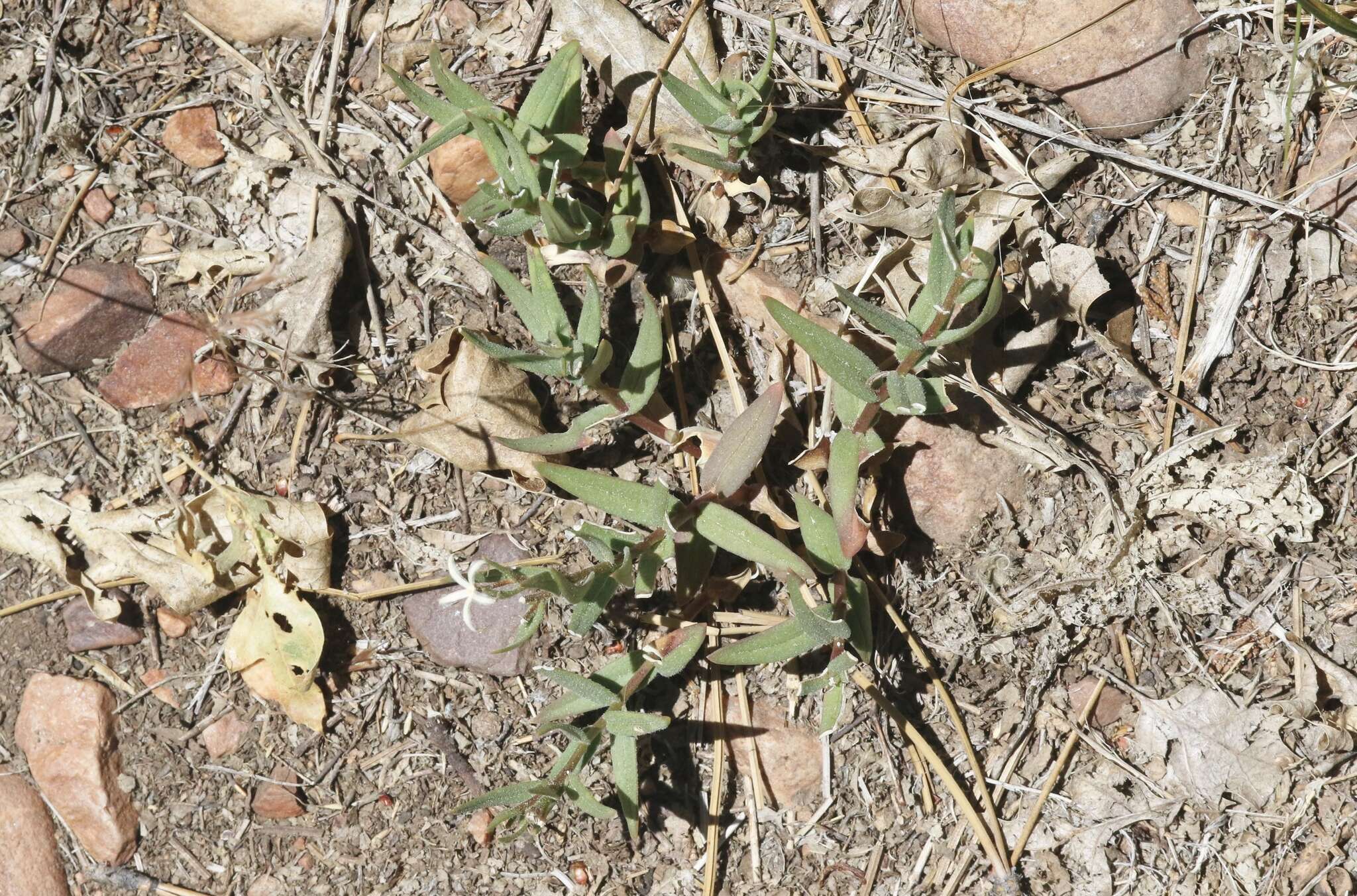 Image of Big Bear Valley phlox