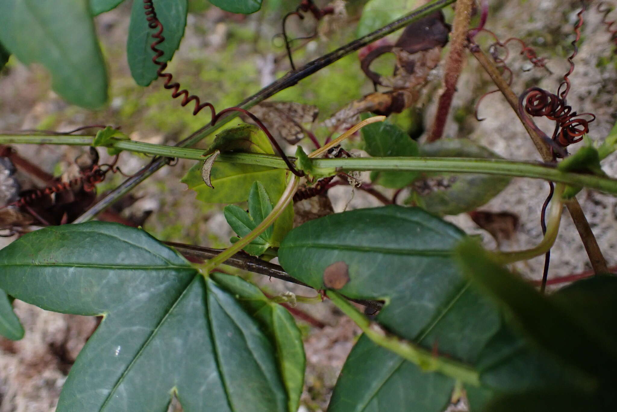 Image de Passiflora cumbalensis var. macrochlamys (Harms) L. Escobar