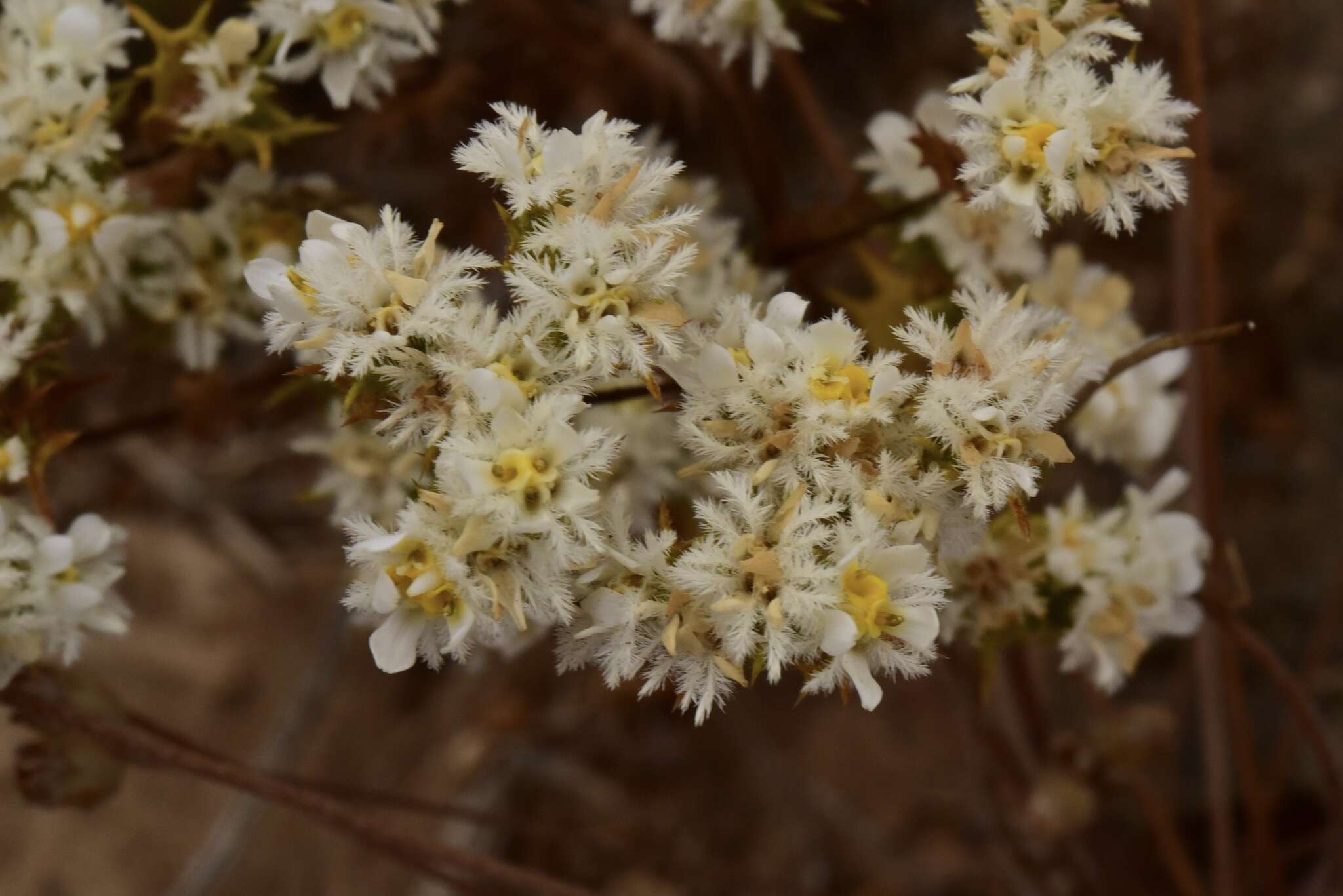 Imagem de Triptilion gibbosum Remy