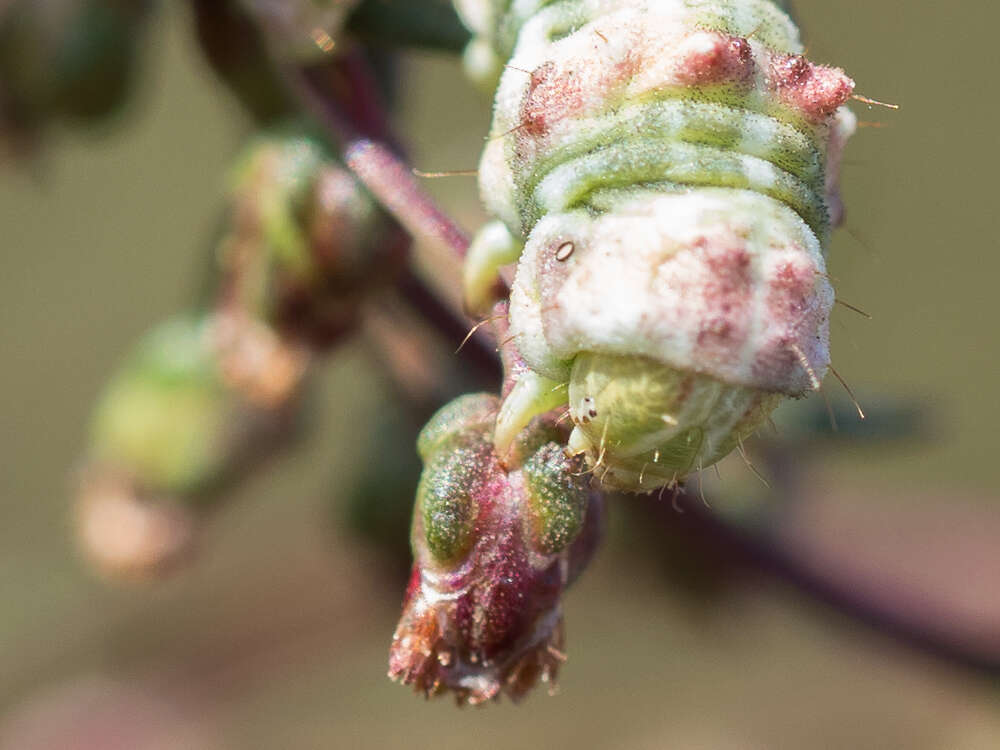 Image of scarce wormwood