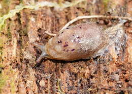 Image of Cystopelta purpurea Davies 1912