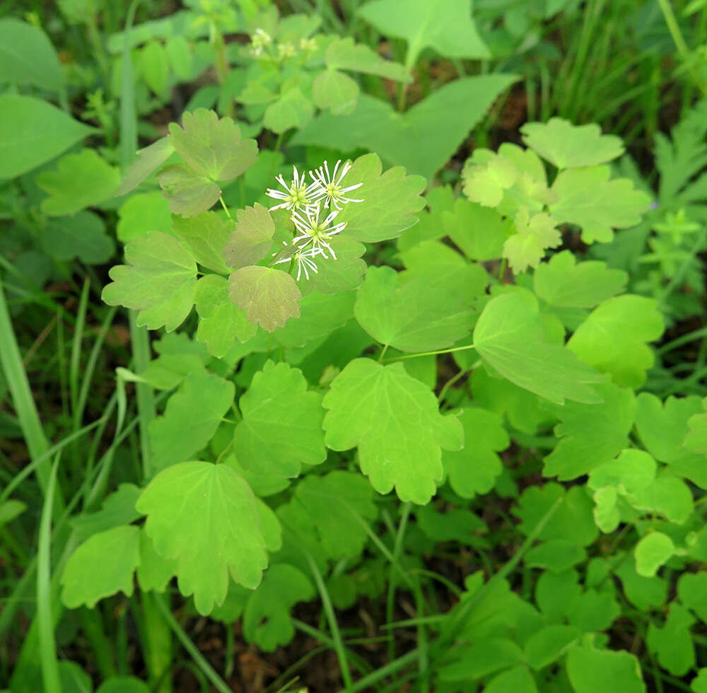 Слика од Thalictrum baicalense Turcz. ex Ledeb.