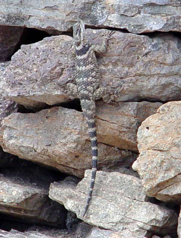 Image of Sceloporus poinsettii axtelli Webb 2006