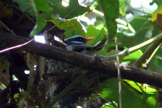 Image of Chestnut-throated Flycatcher