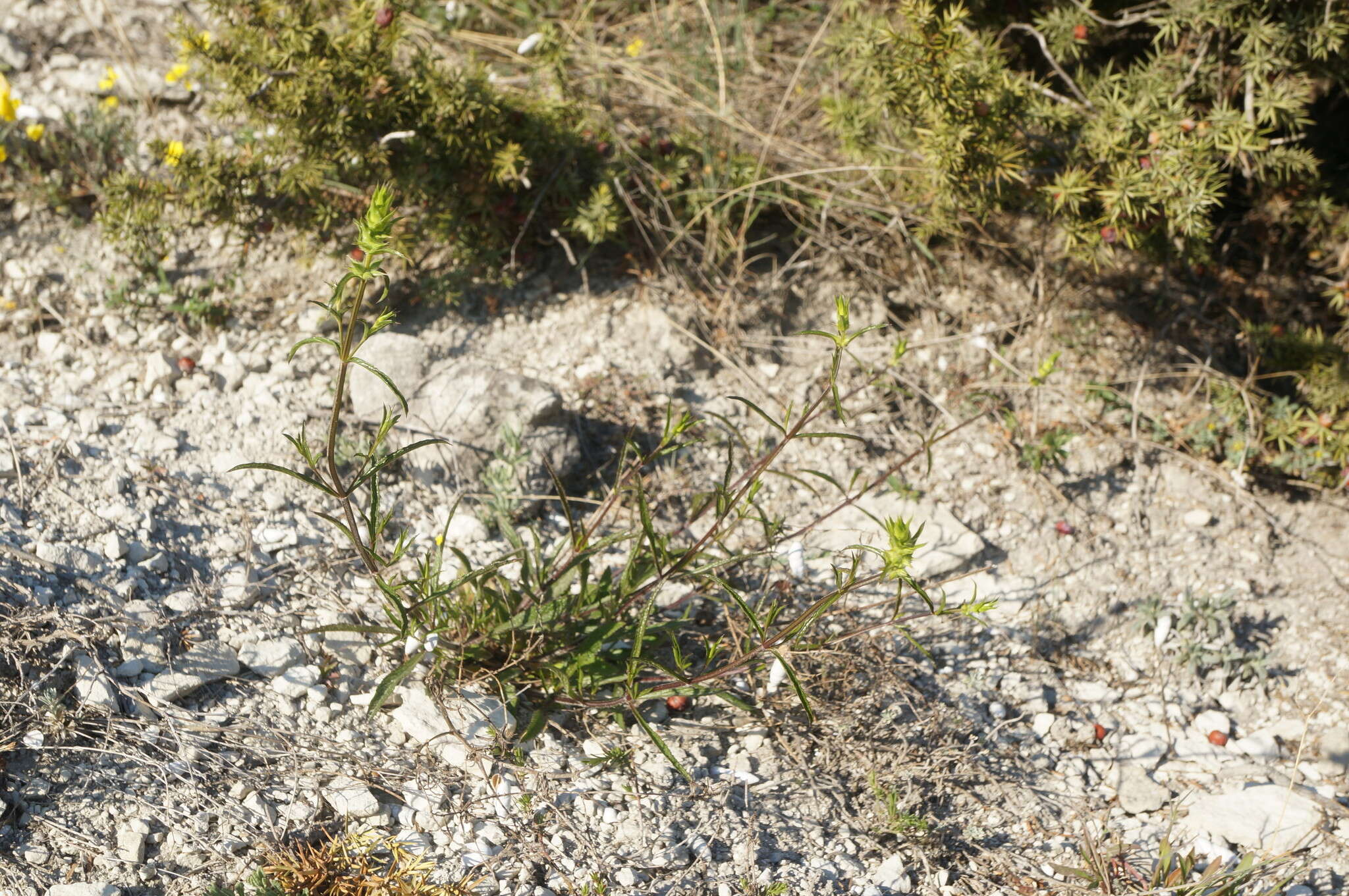 Image of Stachys atherocalyx K. Koch