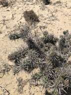 Image of Cylindropuntia cholla (F. A. C. Weber) F. M. Knuth