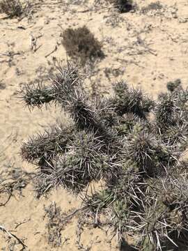 Image of Cylindropuntia cholla (F. A. C. Weber) F. M. Knuth