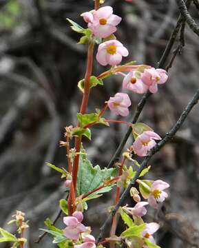 Image of Begonia angustiloba A. DC.