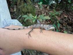 Pseudocalotes microlepis (Boulenger 1888) resmi