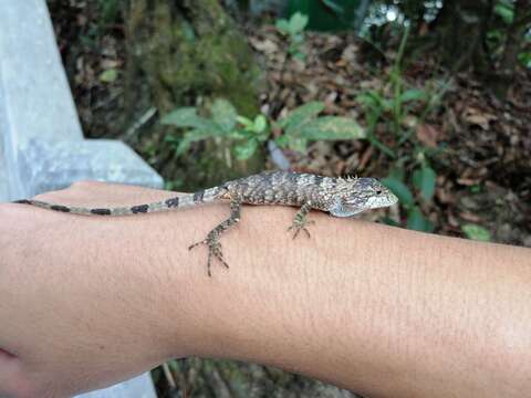 صورة Pseudocalotes microlepis (Boulenger 1888)