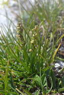 Image de Chamorchis