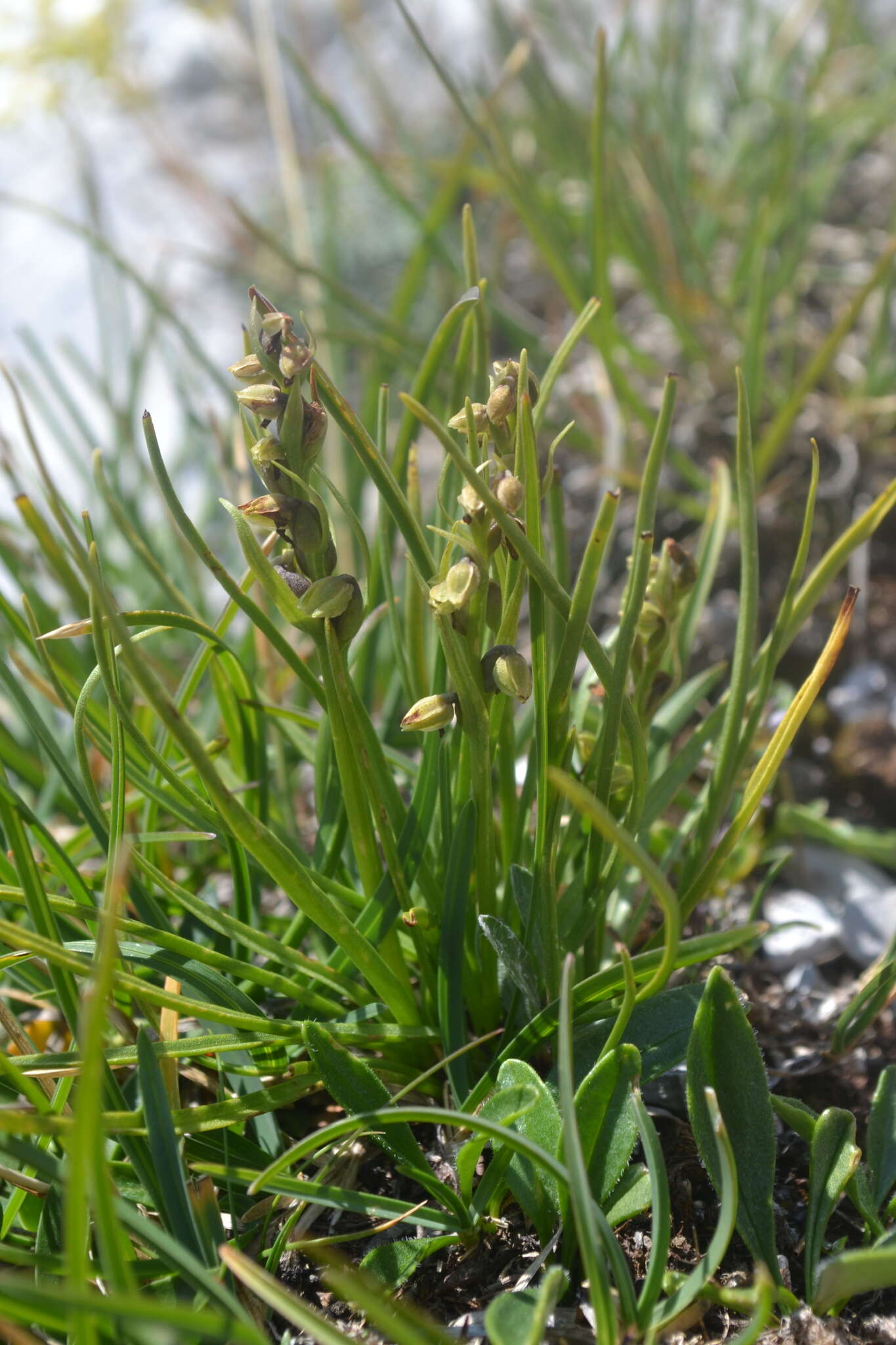 Image of Chamorchis