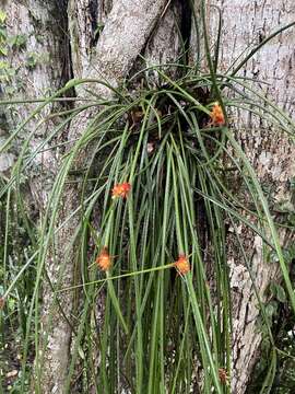 Image of Acanthostachys strobilacea (Schult. & Schult. fil.) Klotzsch