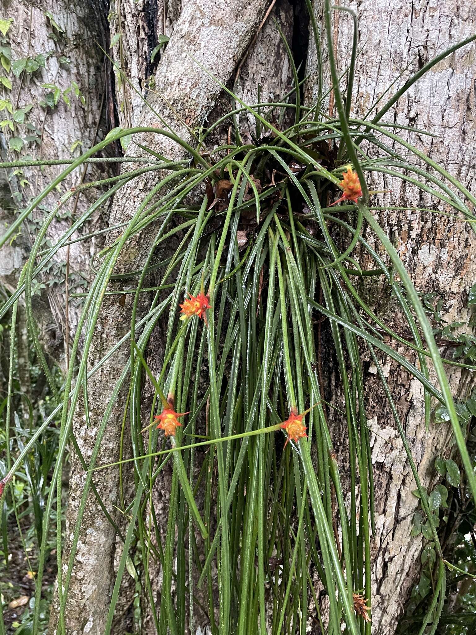 Image de Acanthostachys strobilacea (Schult. & Schult. fil.) Klotzsch