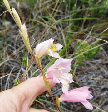 Image of Gladiolus brevifolius Jacq.