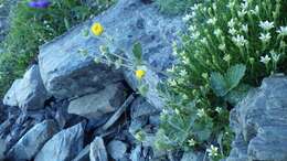 Image of Geum calthifolium subsp. nipponicum (F. Bolle) R. L. Taylor & B. Mac Bryde