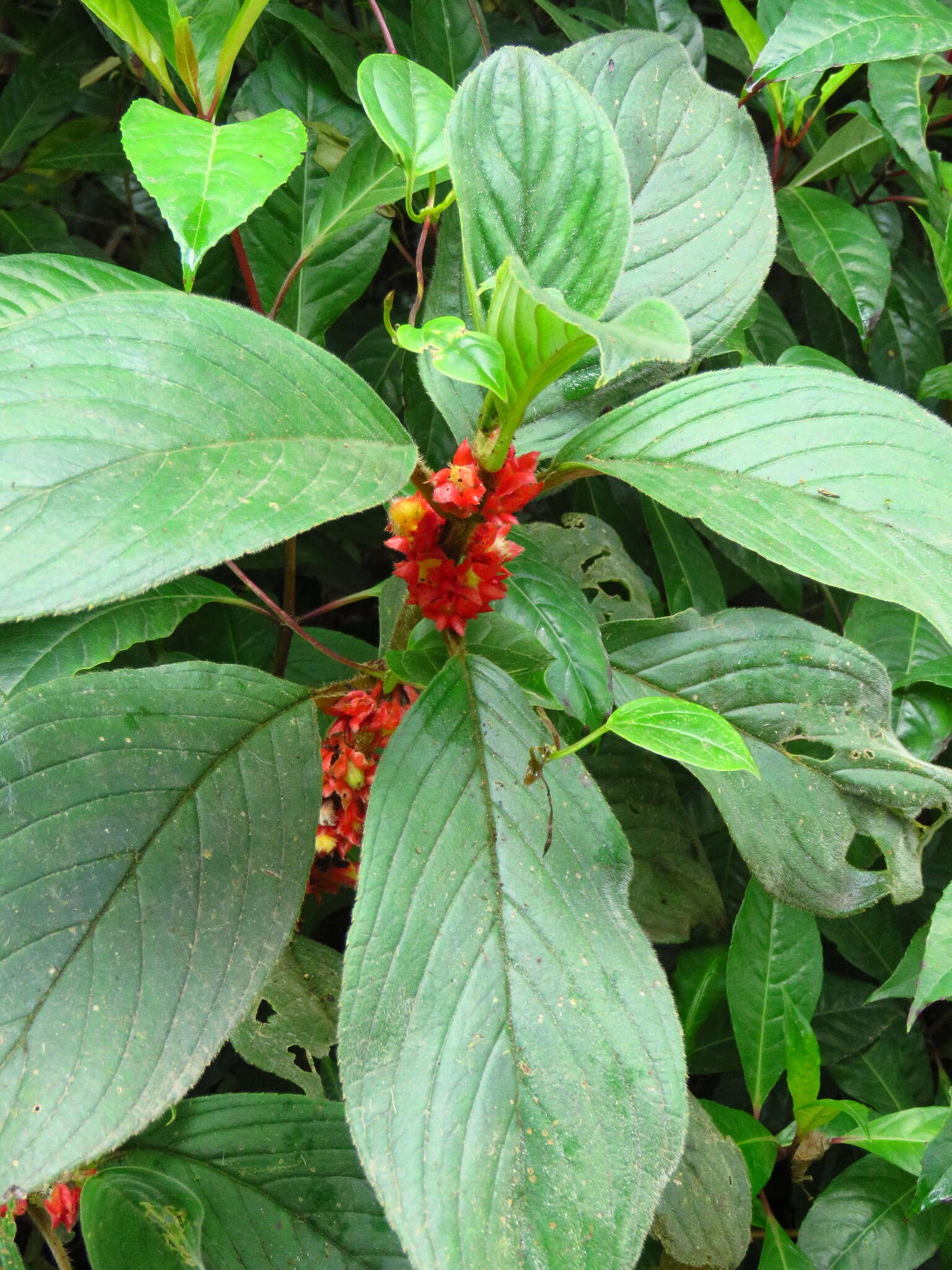 Image of Glossoloma ichthyoderma (Hanst.) J. L. Clark