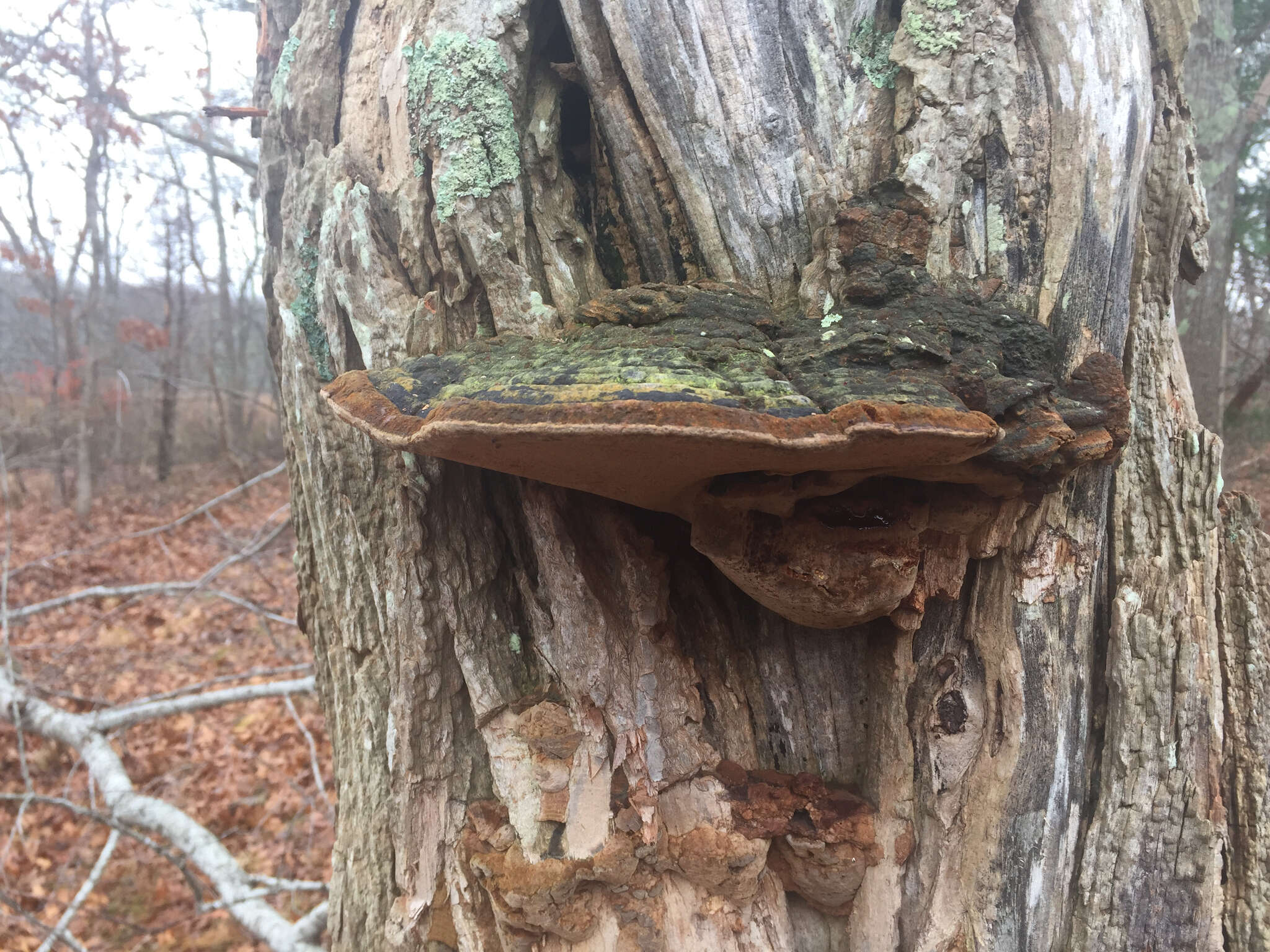 Image de Polypore du robinier