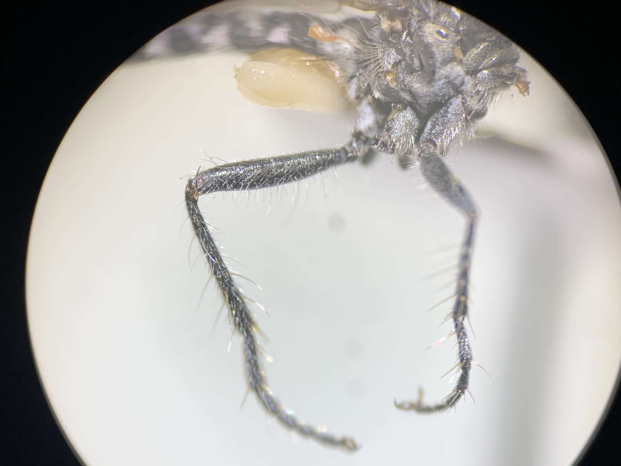 Image of Wilcoxia flavipennis Pollock & Reichert 2019