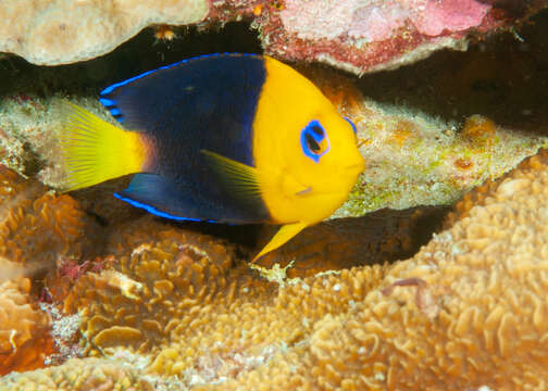 Image of Cocos angelfish