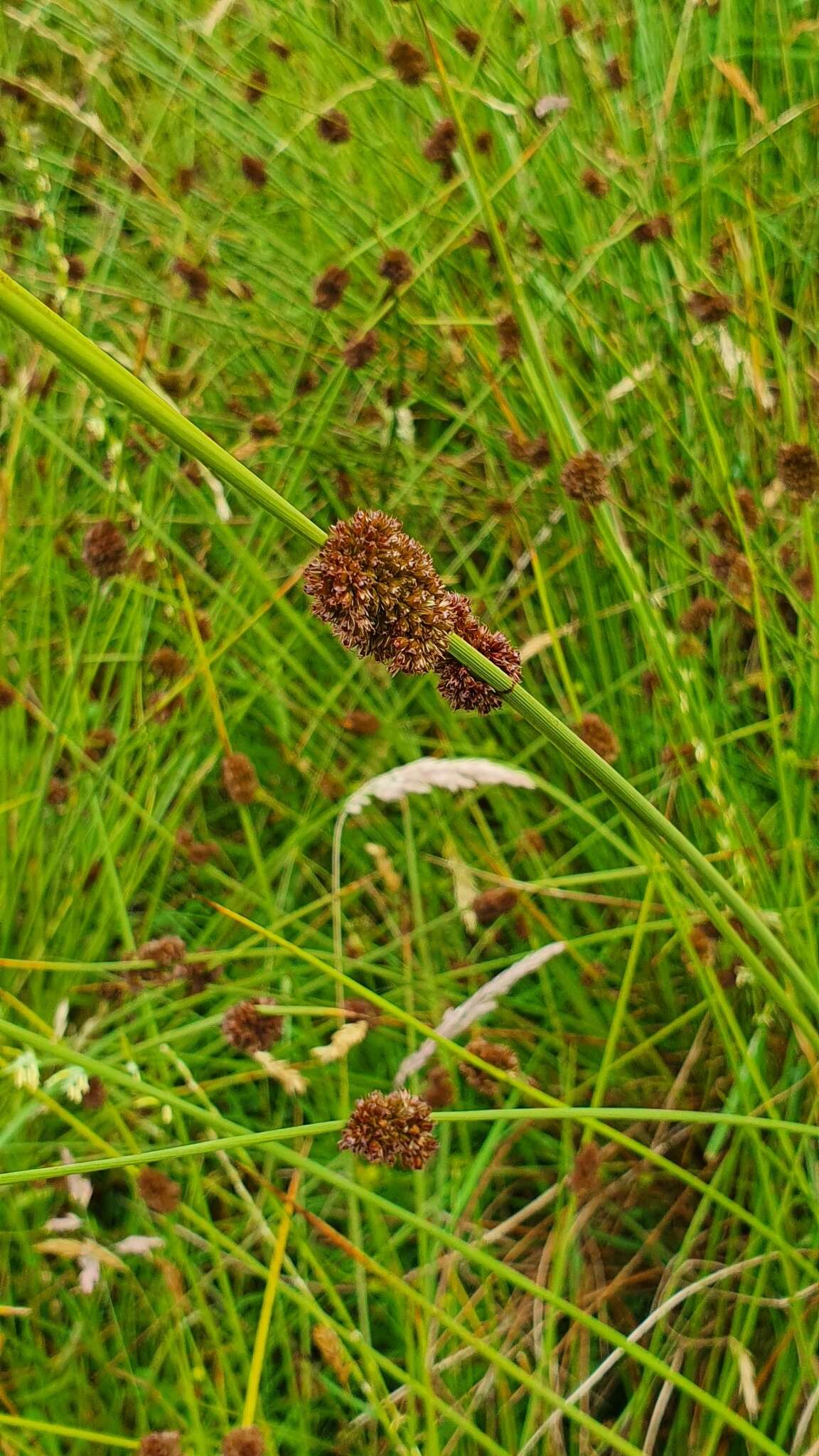 Image de Jonc Aggloméré