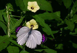 Image of Bushveld Purple Tip