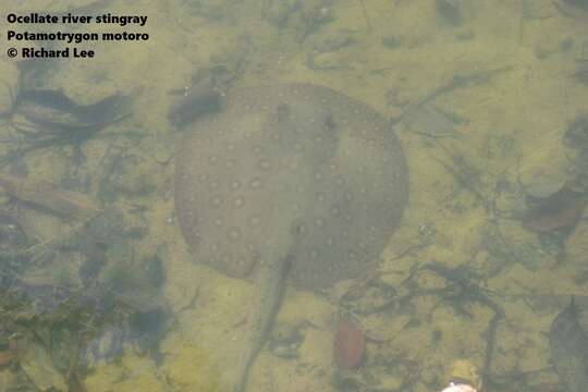 Image of Ocellate River Stingray