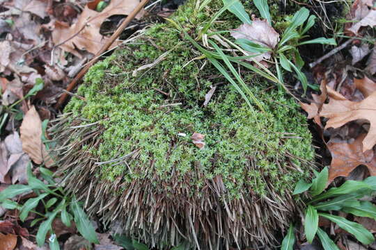 Image of atrichum moss