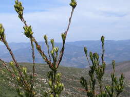 Sivun Leucadendron loeriense I. Williams kuva