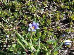 Sisyrinchium campestre E. P. Bicknell的圖片