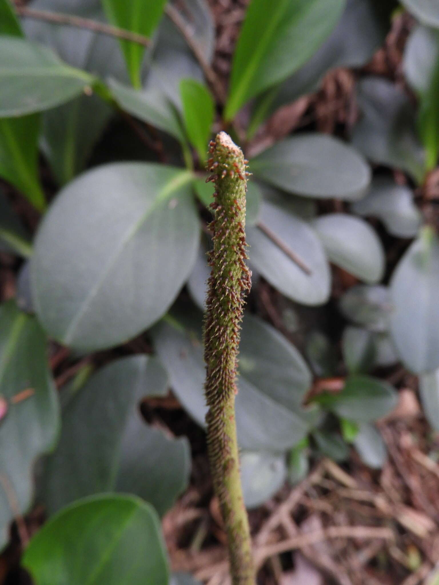 Peperomia obtusifolia (L.) A. Dietr. resmi