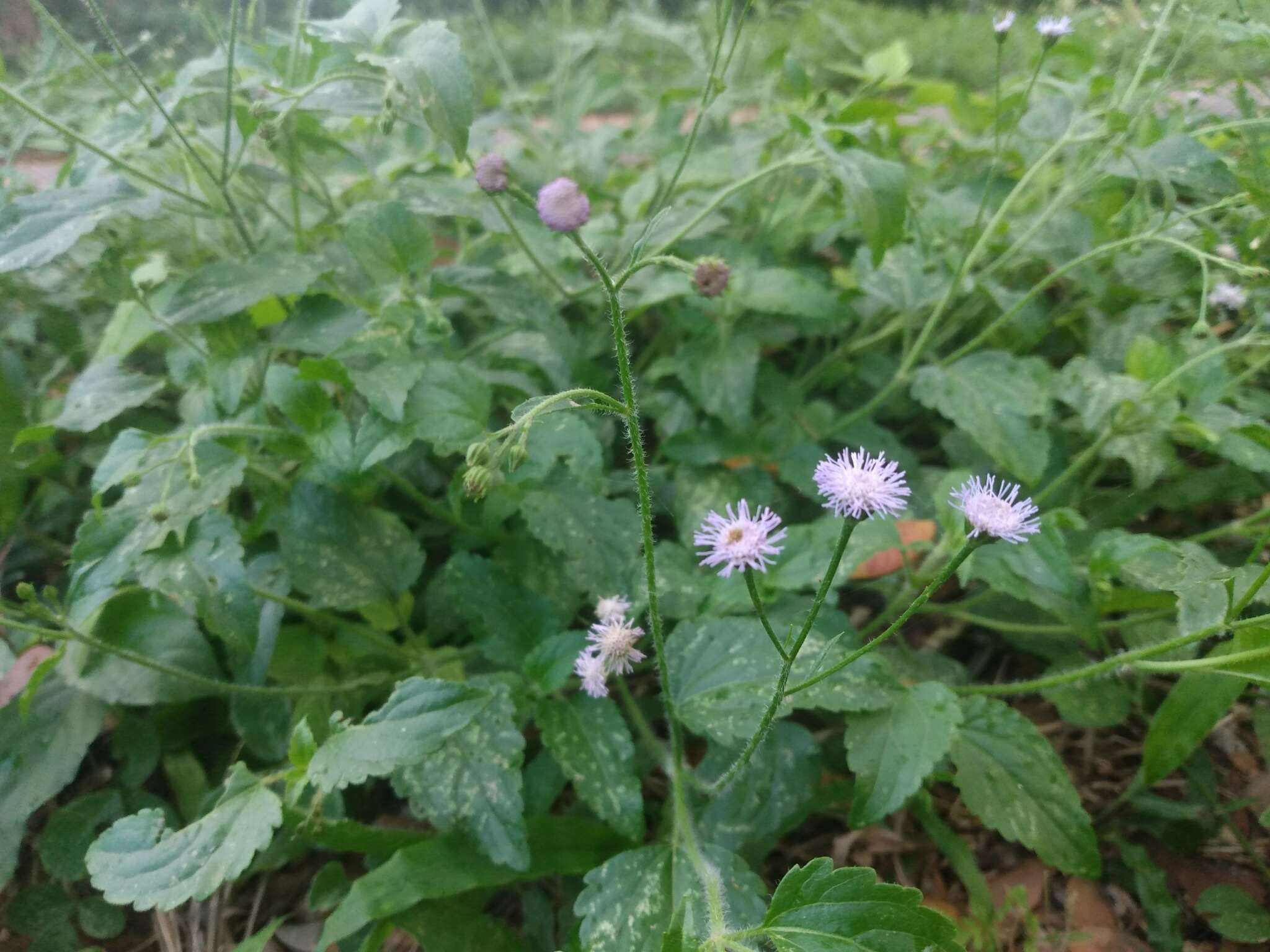 Plancia ëd Ageratum gaumeri B. L. Rob.