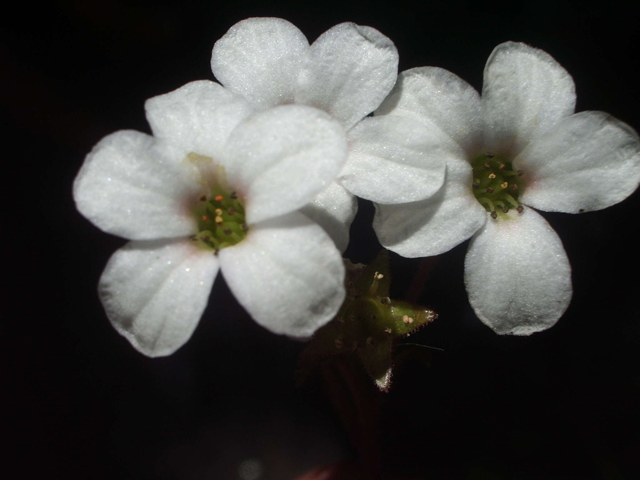 Image of Saxifraga cinerea H. Sm.