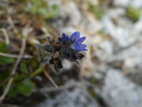 Image of alpine speedwell