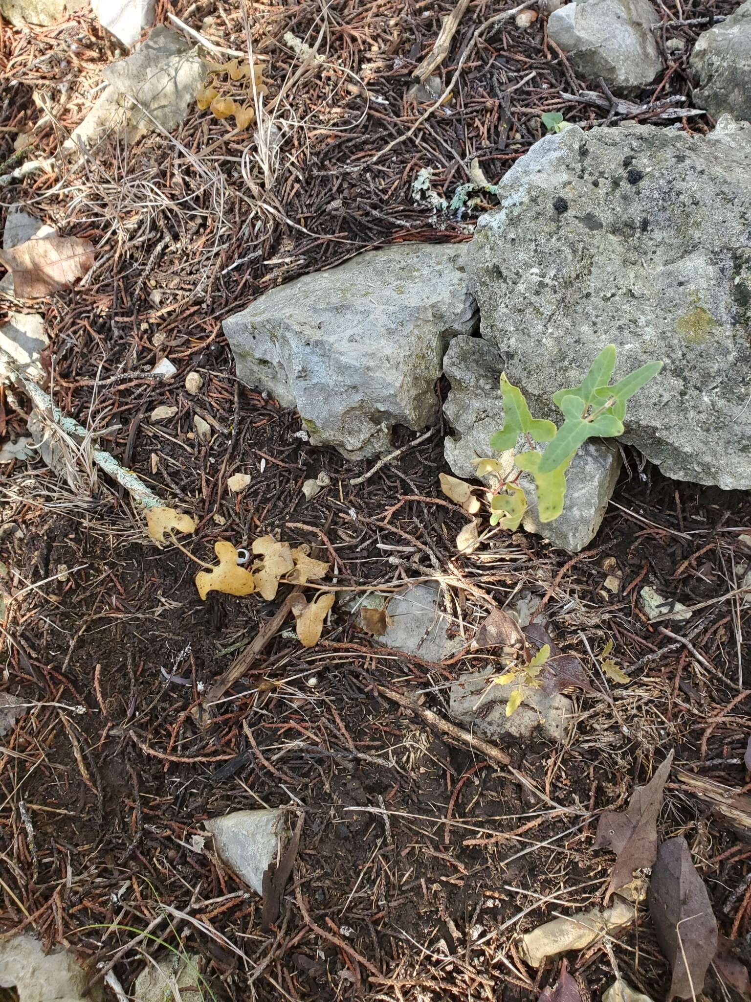 Image of Cory's dutchman's pipe