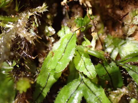 Hymenophyllum armstrongii (Bak.) Kuhn resmi