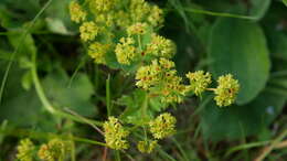 Image of Alchemilla sarmatica Juz.